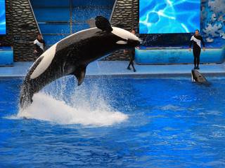 Rasante Attraktionen und beeindruckende Meeresbewohner erlebt man im Sea World Orlando