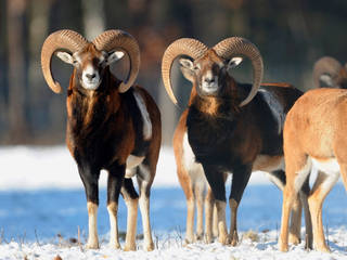 Erlebnis-Wildpark Alte Fasanerie © Erlebnis-Wildpark Alte Fasanerie